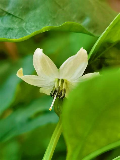 辣椒花|辣椒